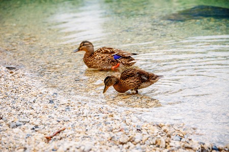 Wild duck is swimming in autumnal lakeの写真素材