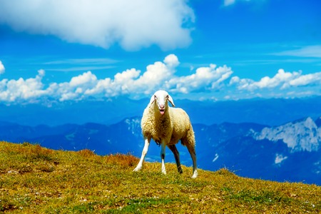 funny smiling sheep on beautiful wild meadow with mountain landscape on backgroundの写真素材