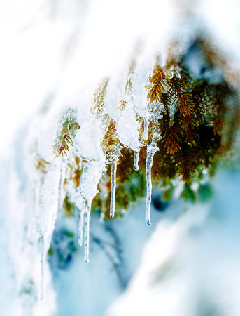 Beautiful snow smrek. Beautiful detail of tree