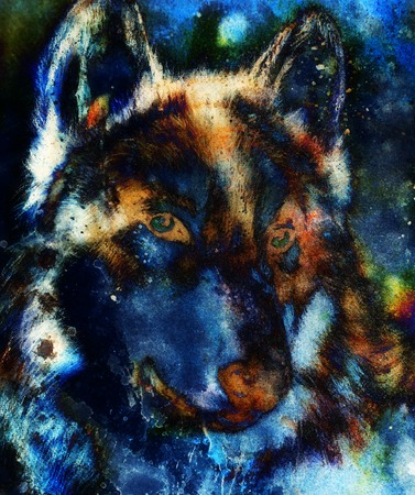 timber wolf head on abstract structured background, multicolor graphic collageの写真素材