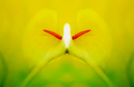 beautiful radiant cala flower on decorative background, graphic from painting.の写真素材