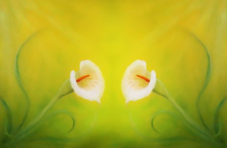 beautiful radiant cala flower on decorative background, graphic from painting.の写真素材