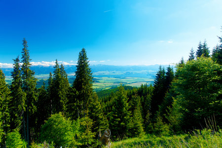 Beautiful landscape, forest and meadow and lake with mountain in background. Slovakia, Central Europe.の写真素材