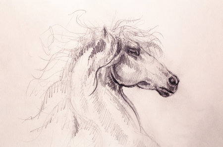 Drawing horse on old paper, original hand draw.の写真素材