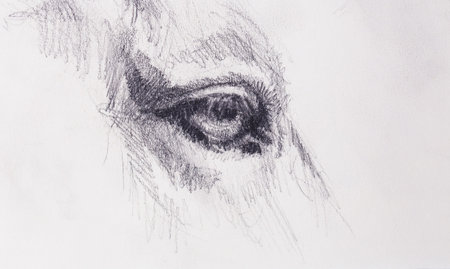 horse eye on old paper. Original hand draw.の写真素材