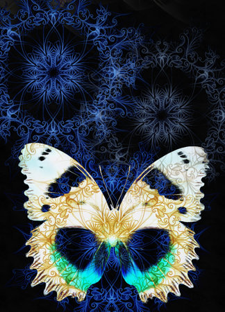 Color Butterfly with ornament and black background.の写真素材