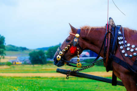Brown Horse in a land and beautiful harnessの写真素材