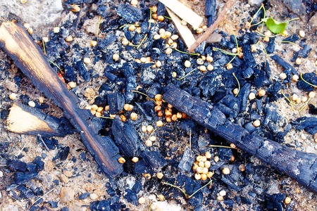 the remains of campfire with burned coals and cherry stones.の写真素材
