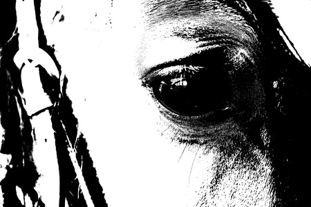 Close Up of a brown horse eyeの写真素材