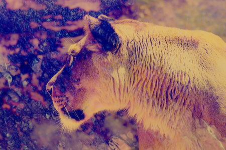 Beautiful lioness and graphic effect. Computer collage.の写真素材