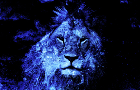 Lion face and graphic effect. Computer collage.の写真素材
