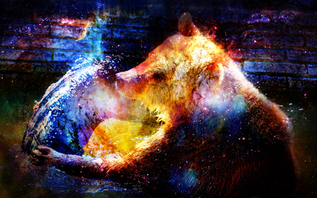 mighty bear in space. Photos with graphic effect. Computer collage. Cosmic space.の写真素材