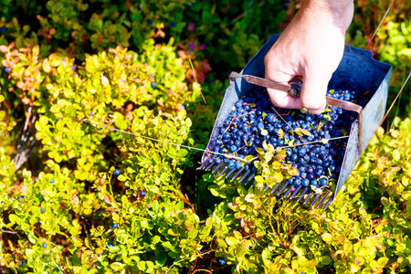 Comb for picking blueberries. (Vaccinium myrtillus) in nature.の写真素材