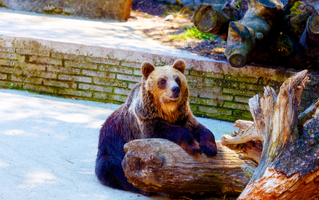 Brown european bear face, Ursus arctos arctos.の写真素材