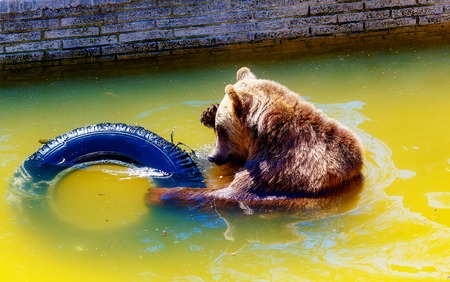 bear playing with tires. Brown european bear.の写真素材