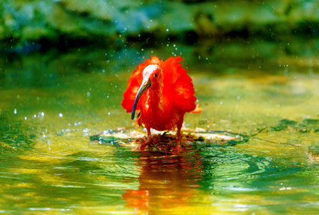 red water with a long beak. Blur background.