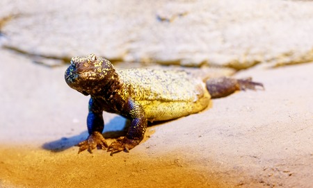 lizard on sand, blur background. Eye contact.の写真素材