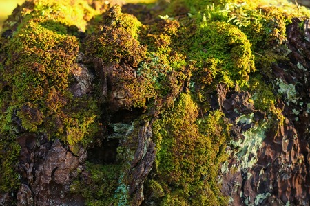 moss on a tree, Structure background. Green color.の写真素材