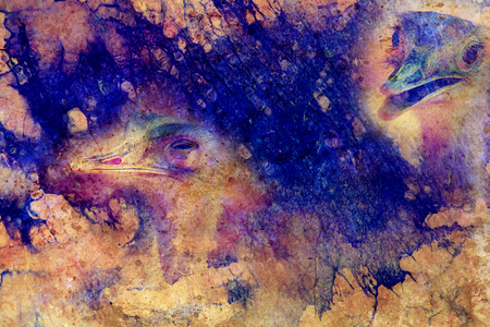Funny emu ostrich heads on graphic structured background.の写真素材