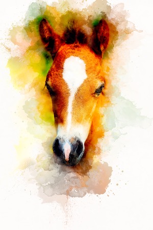 cub horse face on abstract background. Color effect.の写真素材