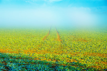 field path in morning landscape with fog.の写真素材