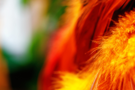 beautiful detail of a feather structure in brilliant color tones.の写真素材