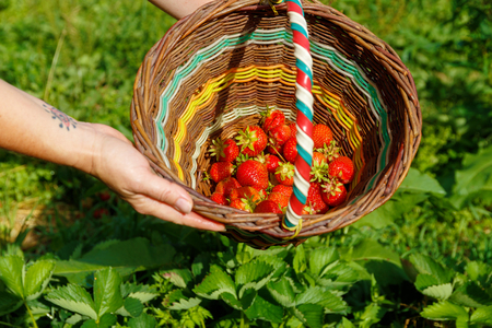 Strawberries in a basket on Strawberries field.の写真素材