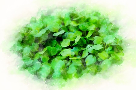 Macro of seedlings. green background. arugula seedlings and softly blurred watercolor background.の写真素材