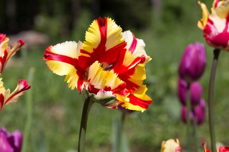 Red with Yellow tulips and blur background.の写真素材