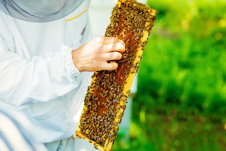 Beekeeper manipulating with honeycomb full of golden honey.