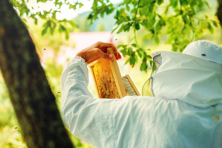 Beekeeper manipulating with honeycomb full of golden honey.の写真素材