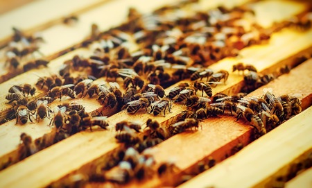 Bee honeycombs with honey and bees. Apiculture. Gentle graphic effect.の写真素材