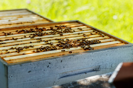 Bee honeycombs with honey and bees. Apiculture.