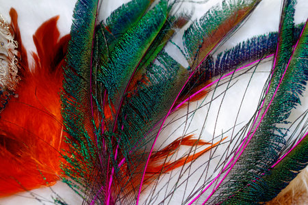 detail of a feather structure in beautiful color tones.