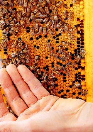 Beekeeper touch the honeycomb. Gentle graphic effect.の写真素材