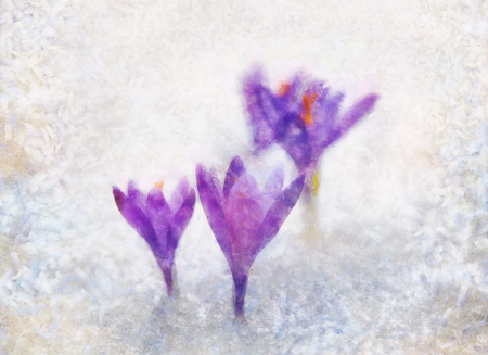 crocuses, purple spring flowers. Computer painting effect.の写真素材