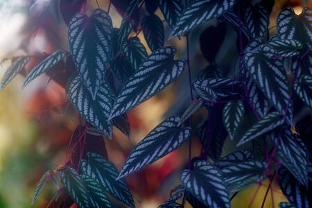 green vegeration, detail of rain forest plant,の写真素材