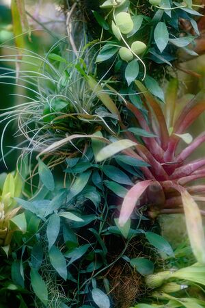 green vegeration, detail of rain forest plant,の写真素材