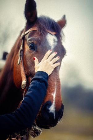 Portrait woman and horse outdoors. Woman hugging a horse.