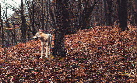 Czechoslovakian wolfdog in beautiful autumn nature. wolfhound