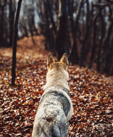 Czechoslovakian wolfdog in beautiful autumn nature. wolfhoundの写真素材