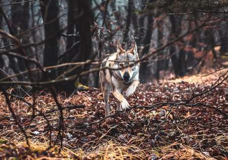 Czechoslovakian wolfdog in beautiful autumn nature. wolfhoundの写真素材