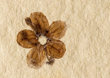 detail paper structure. Paper background whit flowersの写真素材