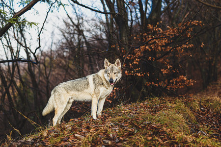 Czechoslovakian wolfdog in beautiful autumn nature. wolfhound