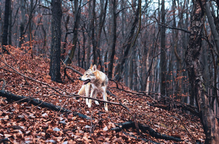 Czechoslovakian wolfdog in beautiful autumn nature. wolfhound