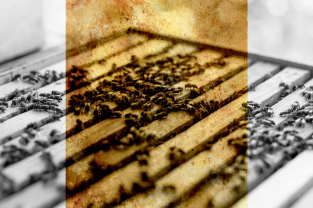 Bee honeycombs and old photos effect with border