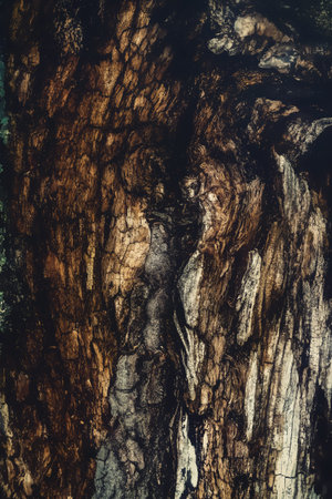Old wood structure detail, and painting effect