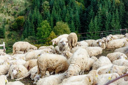 Flock of sheep on beautiful mountain meadowの写真素材