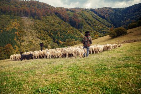 Flock of sheep on beautiful mountain meadowの写真素材