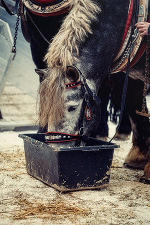Two horses with ornate harness in close-up viewの写真素材
